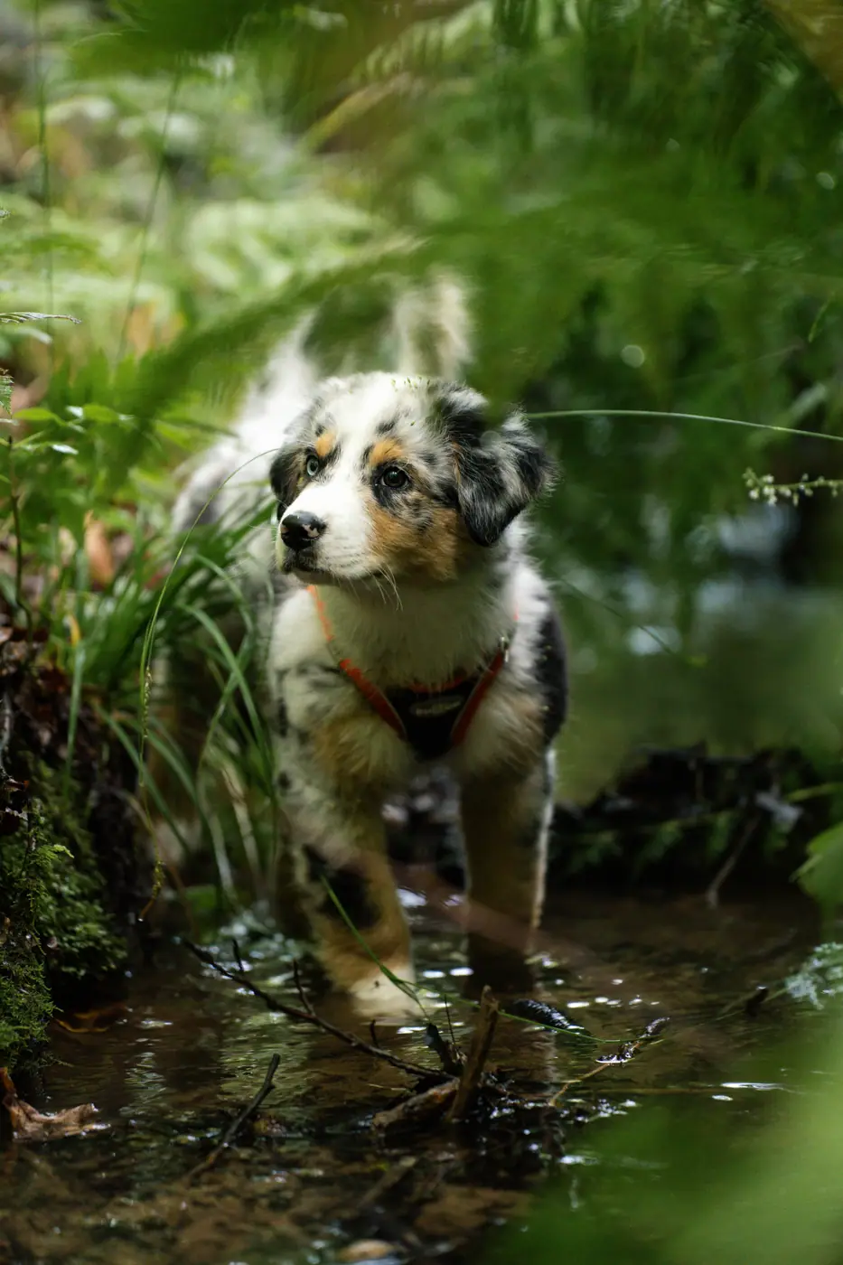 Hundefotografie von Timm Rehmert